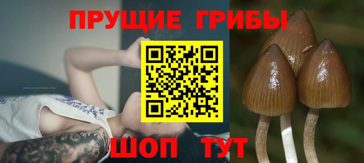Галлюциногенные грибы мицелий Коряжма